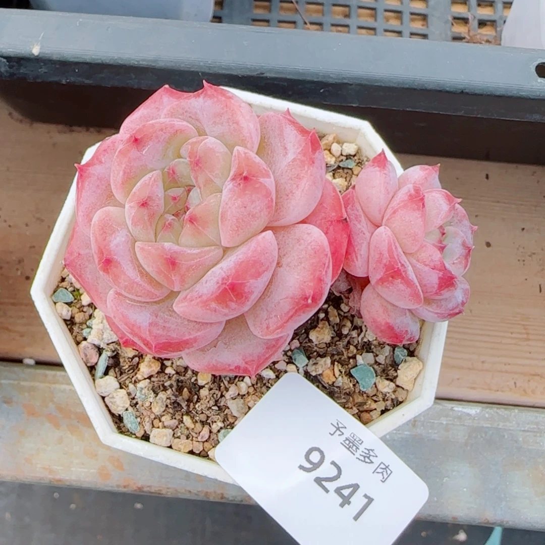 红宝石冰魄飘枝，9241多肉植物