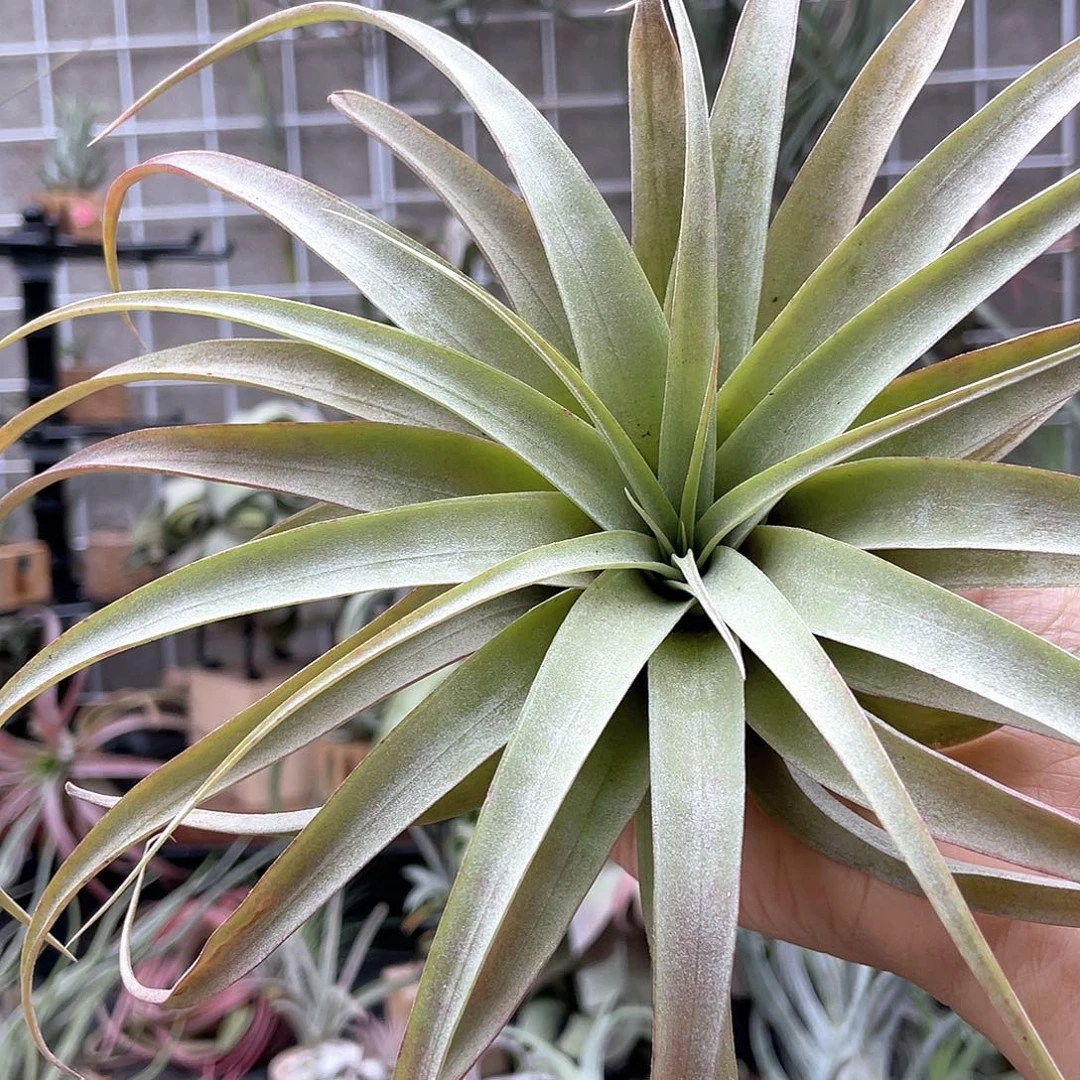 马***人卡比72号空气凤梨