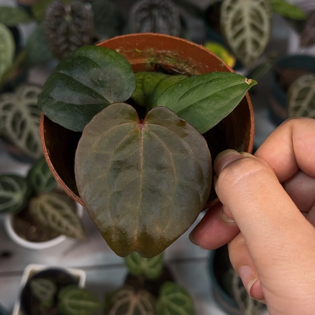 无花朵004 紫水晶杂奢华