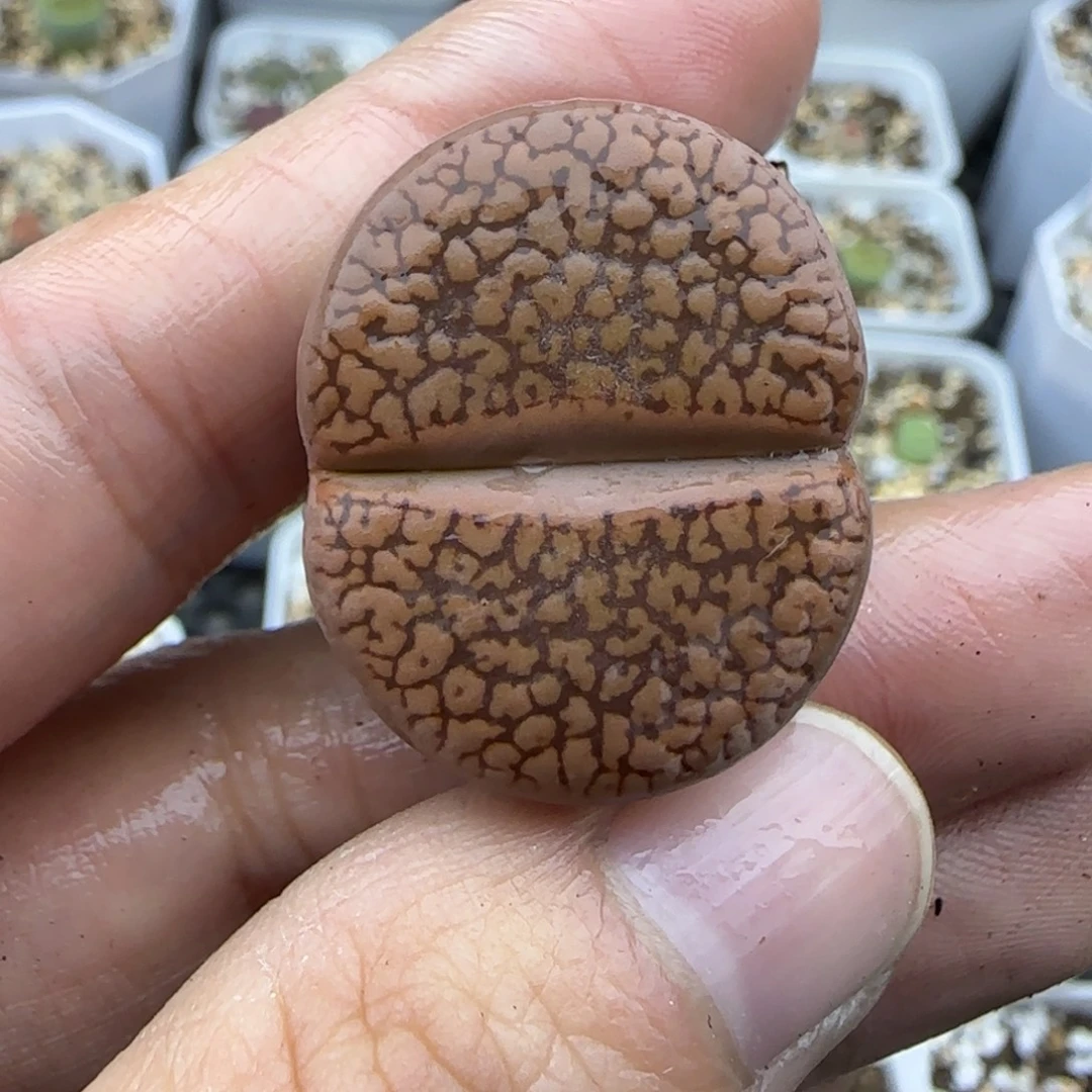 453 清框福利30包邮