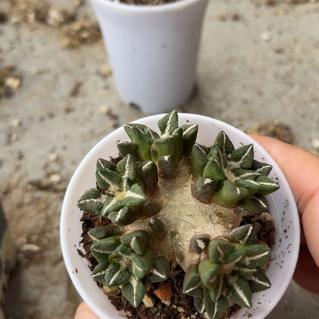 五头黑牡丹一物一拍下单包邮