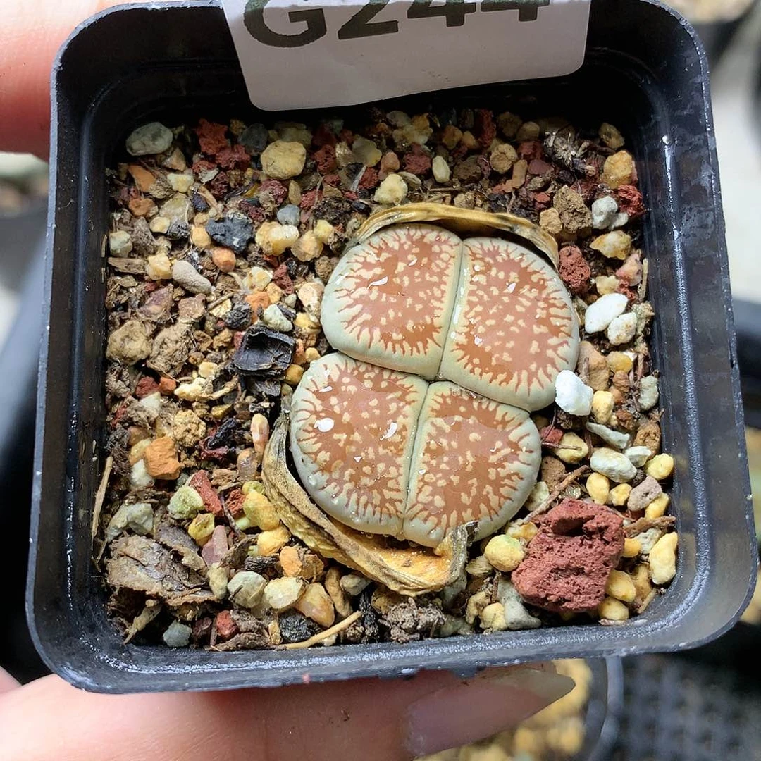 瓶**鱼G244多肉植物保护
