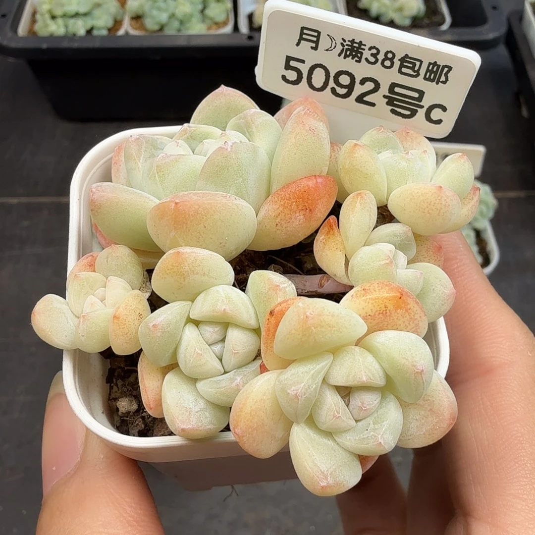 5092号白底冰玉6头群