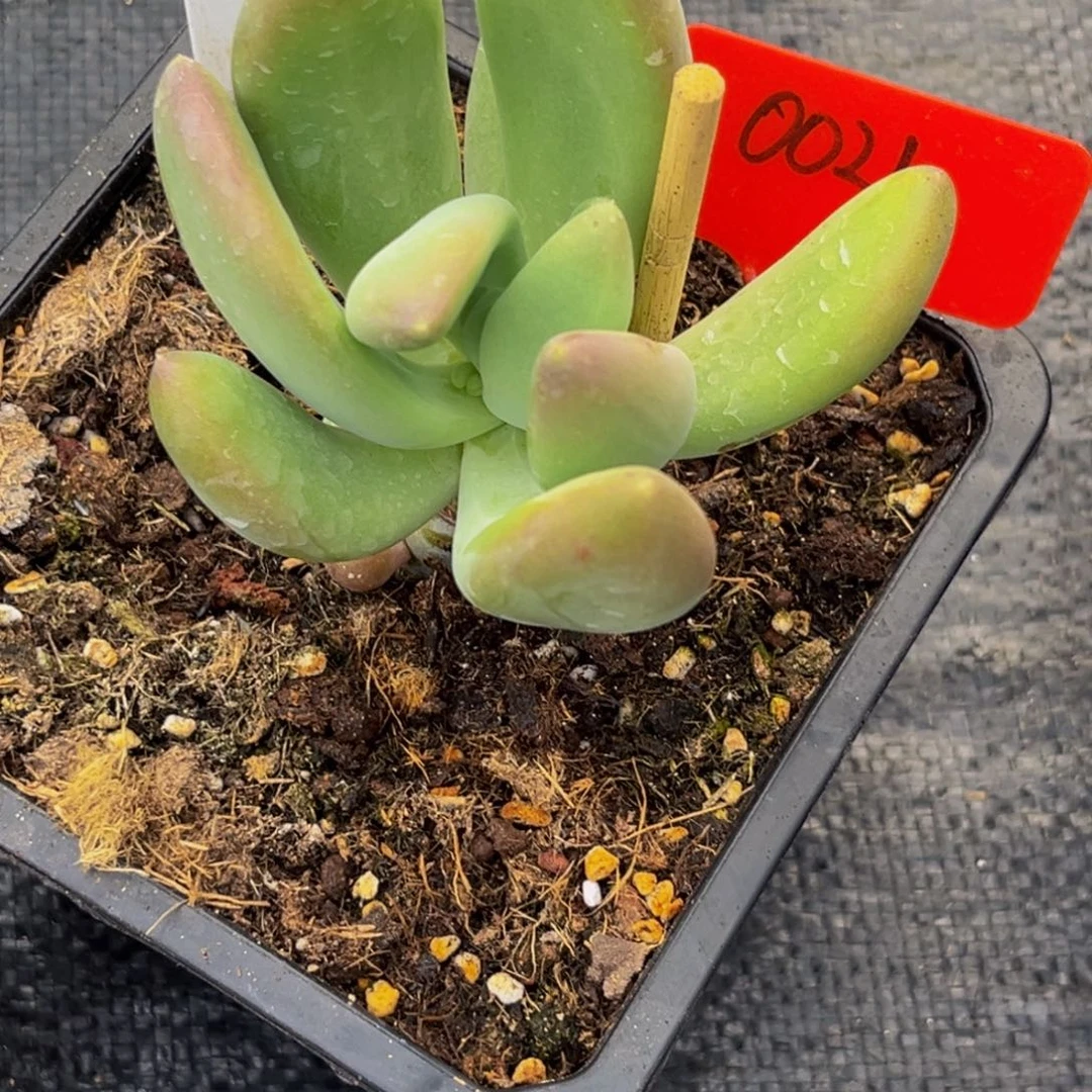 廖*0021下午多肉植物群生