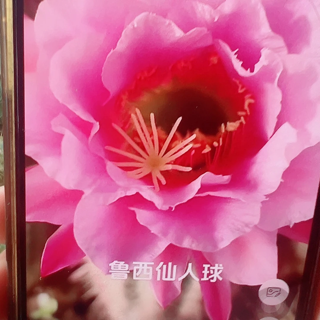 毛花柱 衬裙侧芽 满20包邮