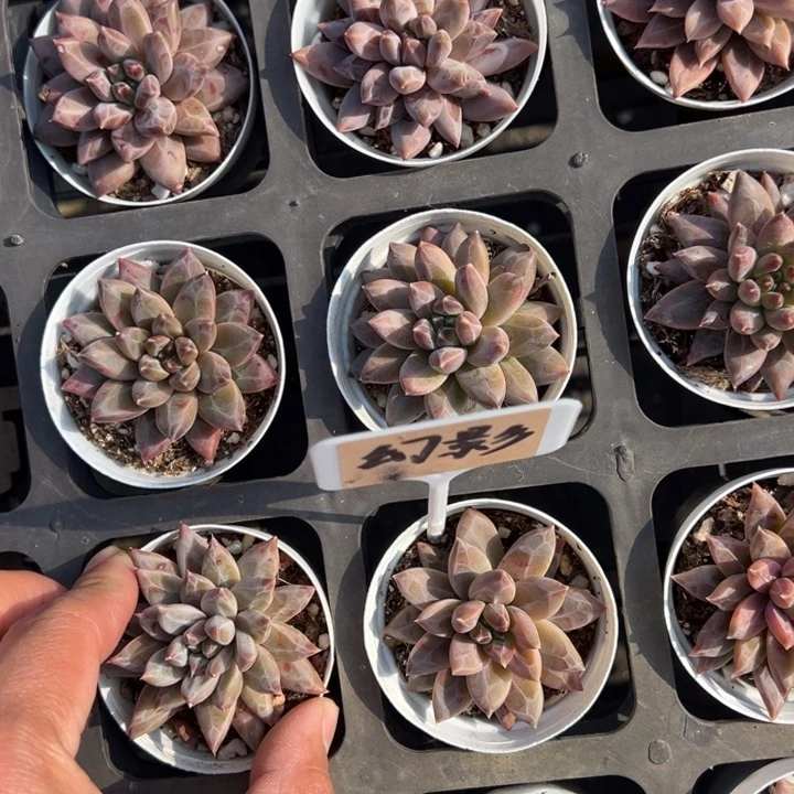 伊卡鲁斯单头一颗量拍多肉满20包邮初7发