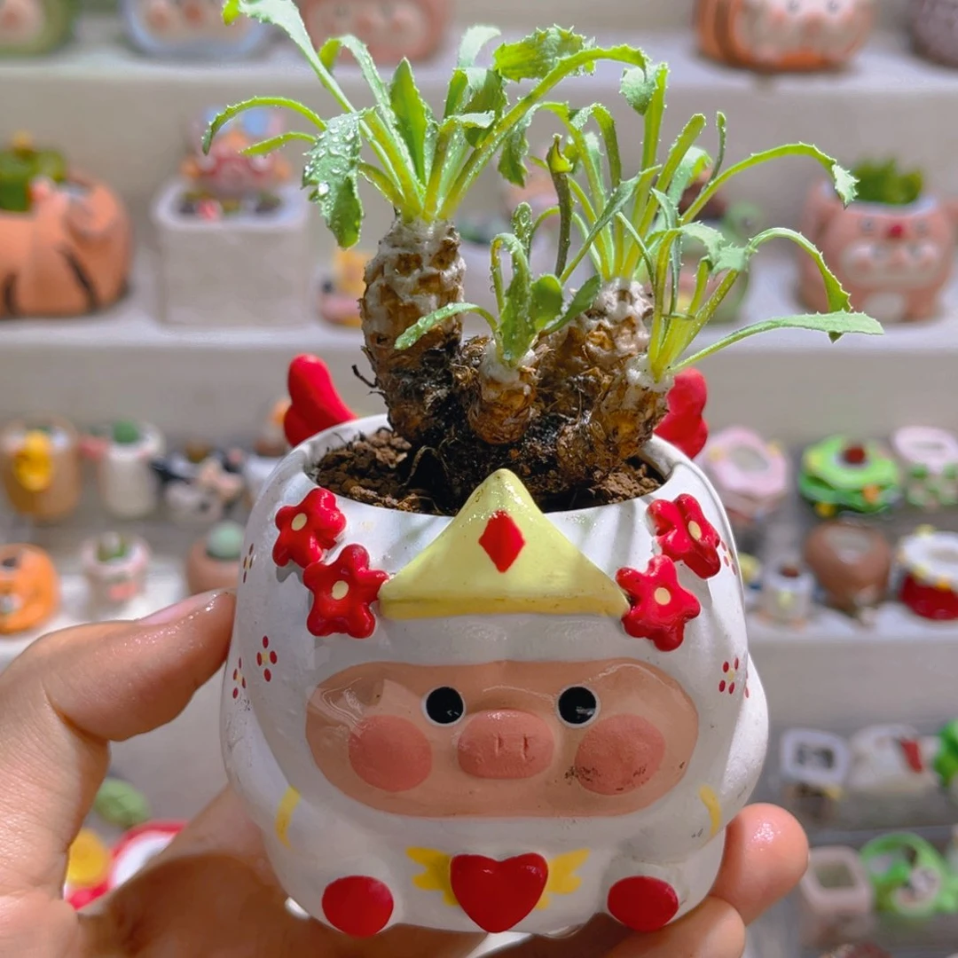 020刨花厚敦菊带盆土一套118