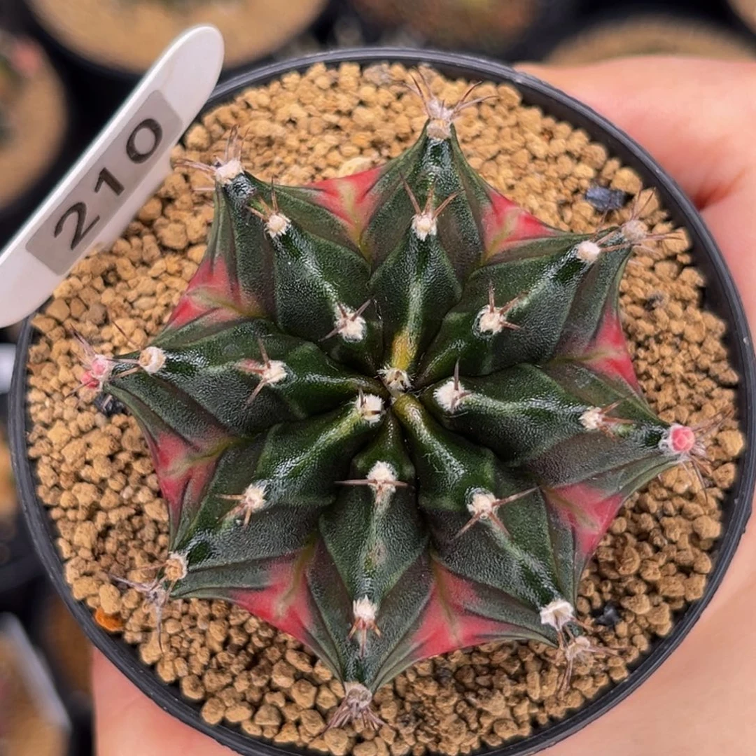 大红渐变臀 米哈仙人球