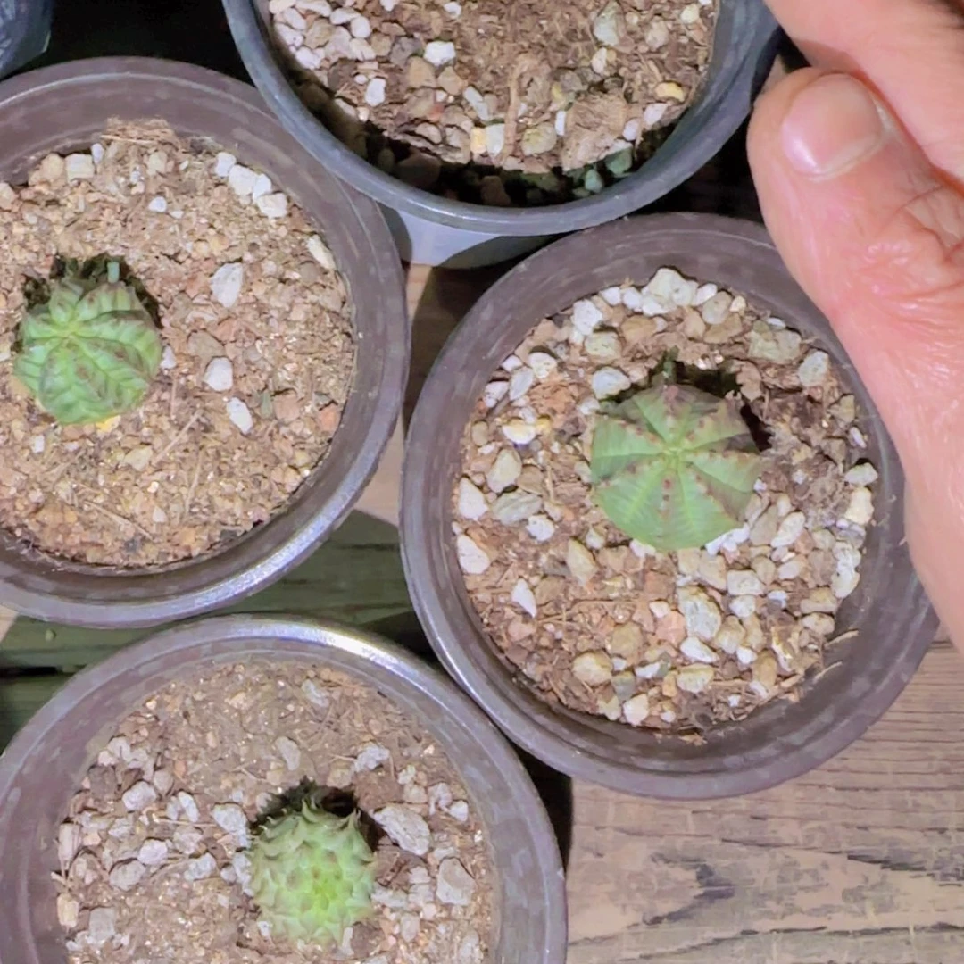 块根植物块根植物