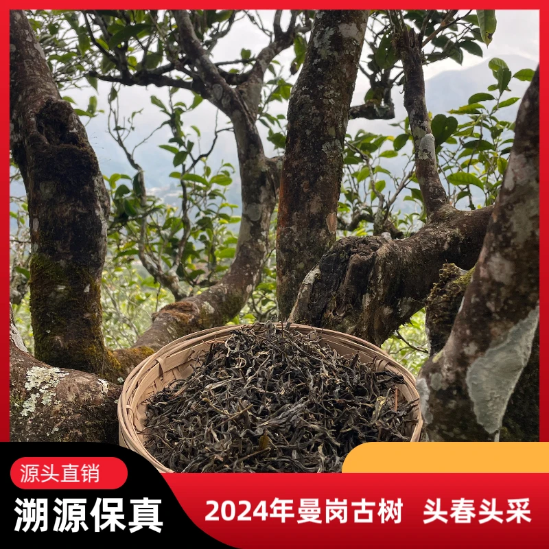 2024年曼岗古树（头春头采）散茶
