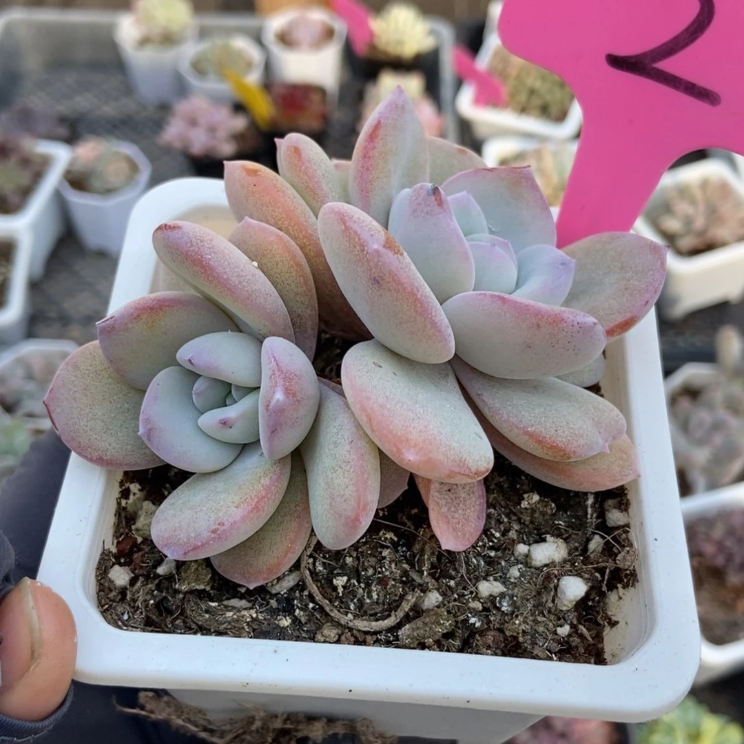 2奶茶多肉植物多肉植物