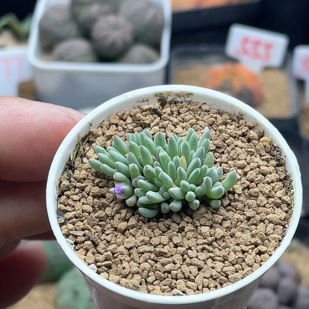 大*粉丝专拍致远多肉葵珊瑚