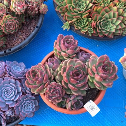 九**莉1560水晶多肉