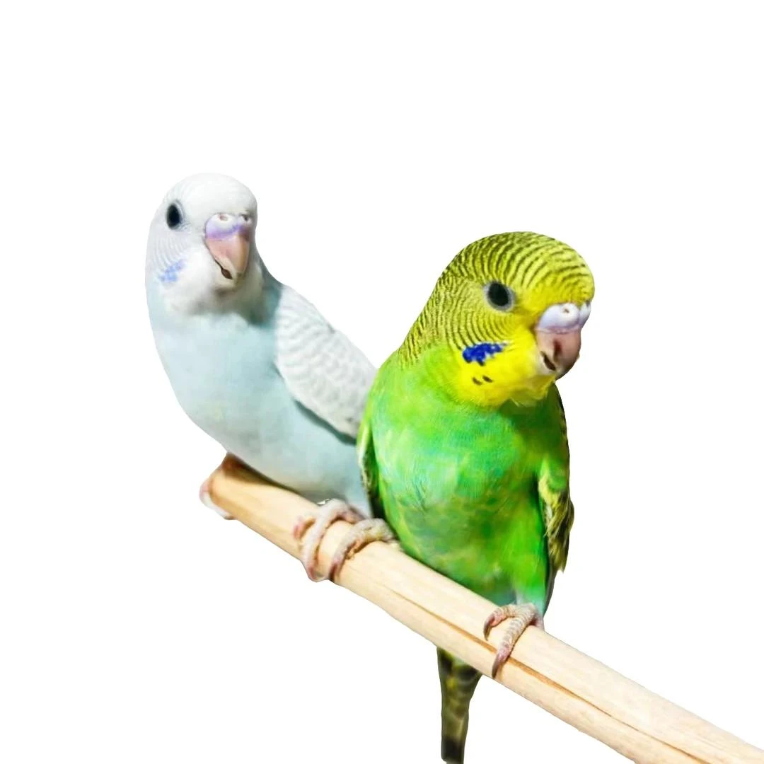 鸟笼2只鹦鹉亲人粘人到家能上手观赏鸟A