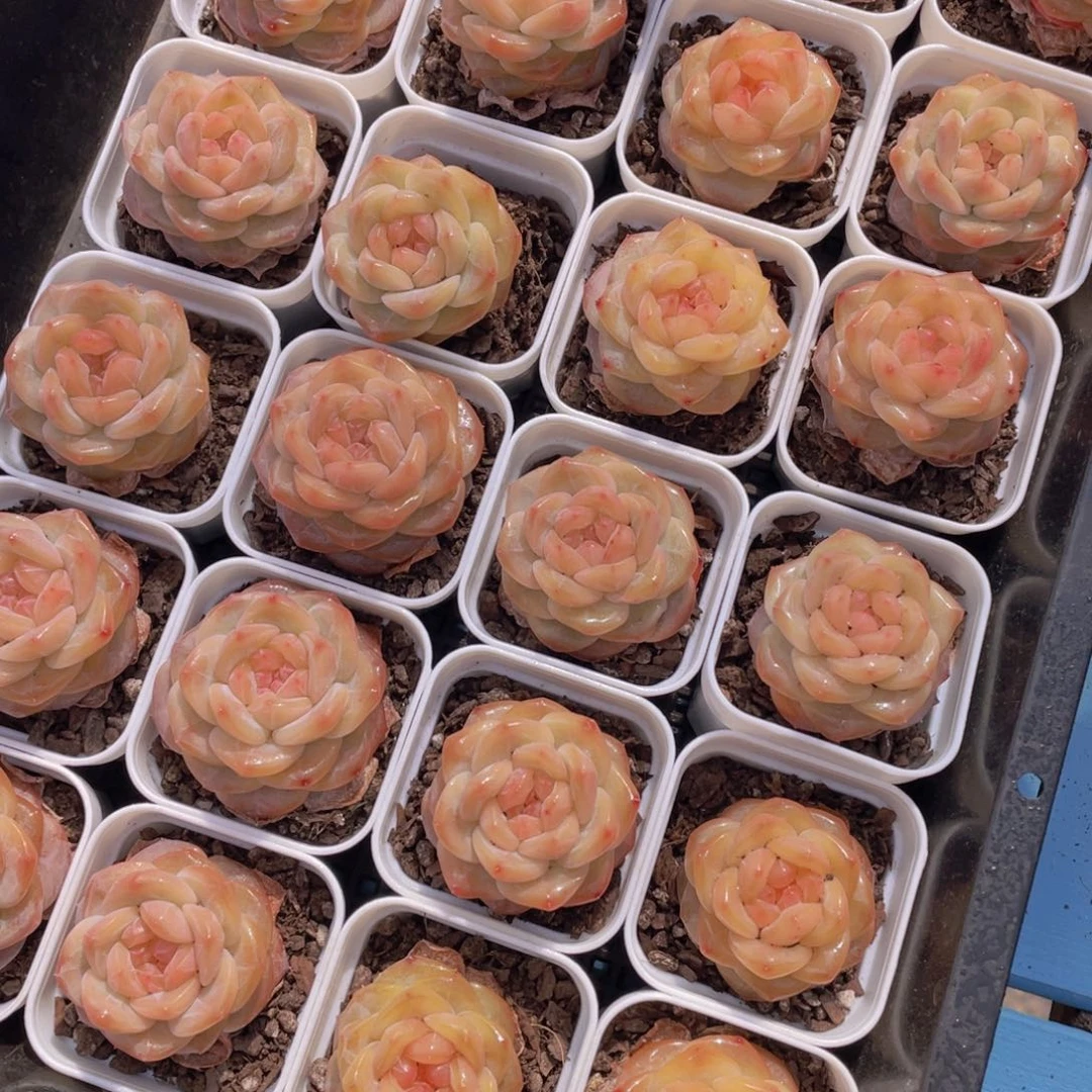 899号黄透珍妮琥珀单头一个