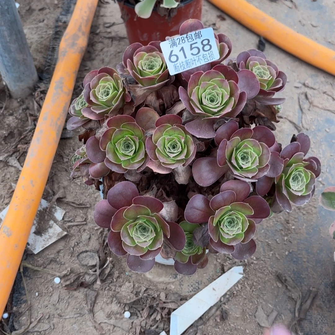 幽***霓M. 6158美金玫瑰多肉122