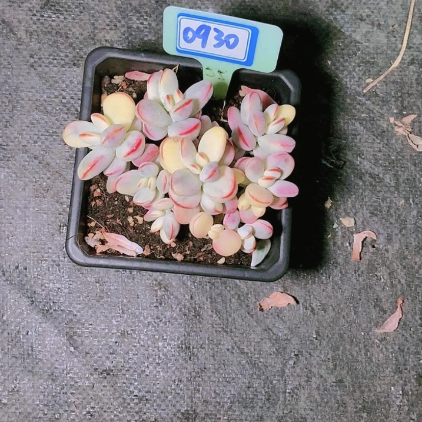 【闪购商品】当*0930