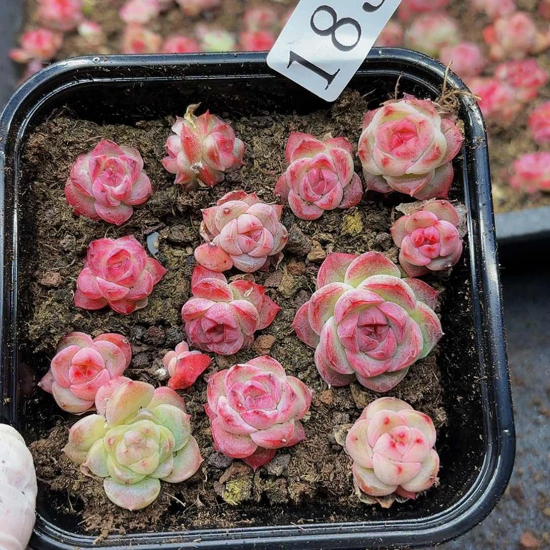 多肉植物多肉植物183