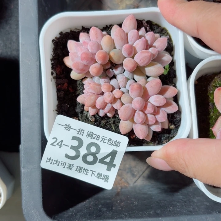 婴儿手指多肉无盆土发货无