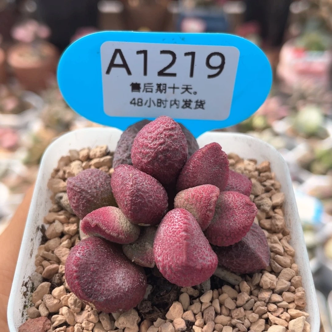 福利。    1219。