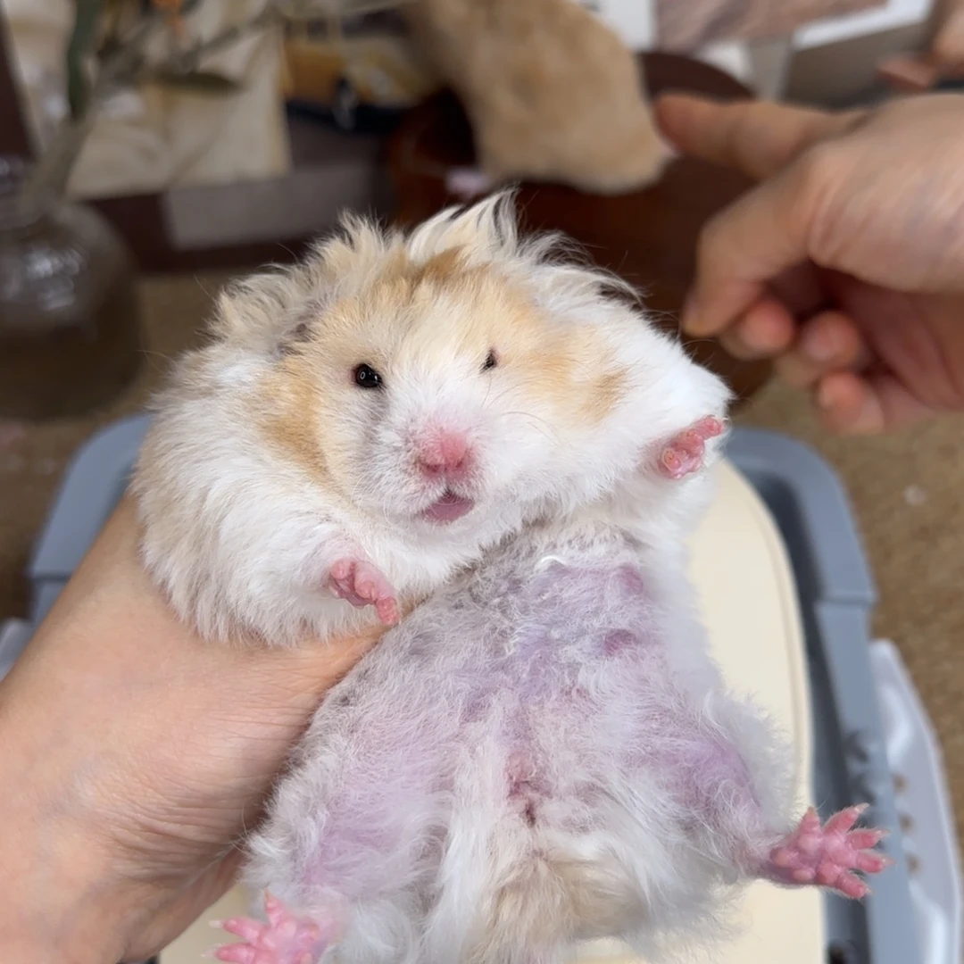 卷毛黑黄波妹妹180g8.08