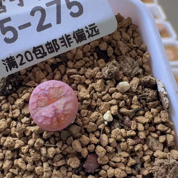杂带盆土。