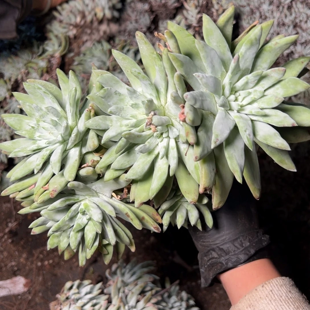 3201苹果叶拇指杂交哈哈哈哈哈哈哈