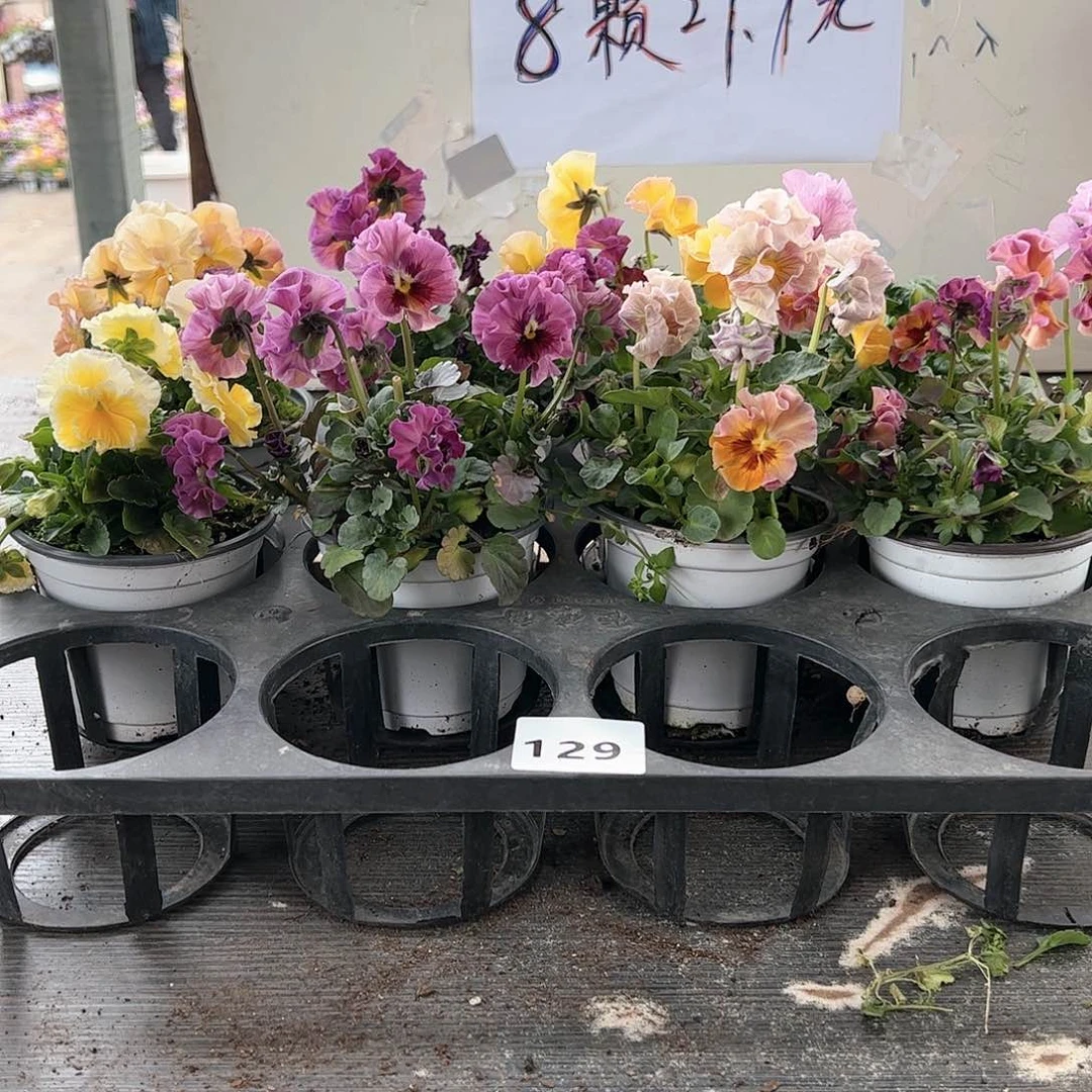 【闪购商品】129号