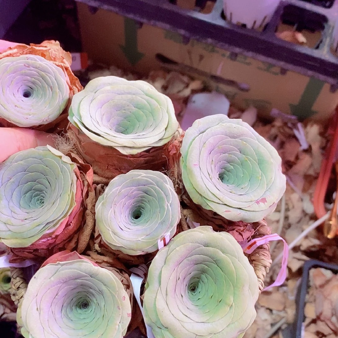 山地玫瑰一物一拍226不要篮子