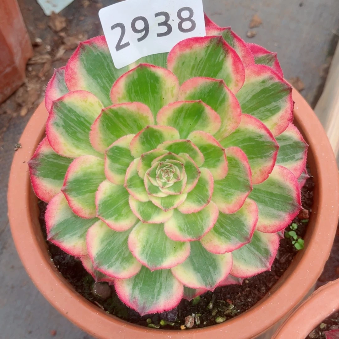 赤子心带仔多肉发货