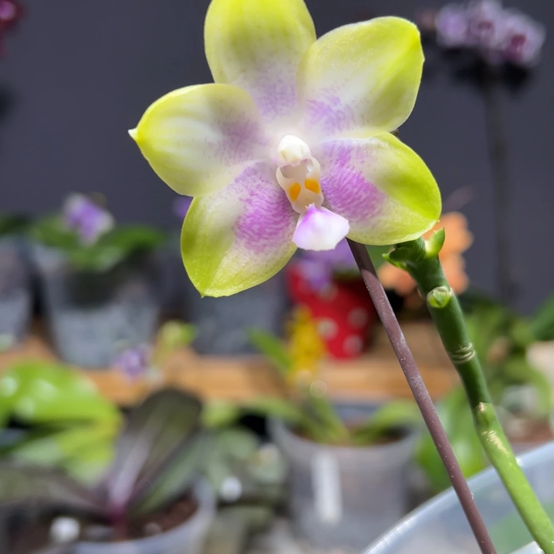 大部分开放少量花苞