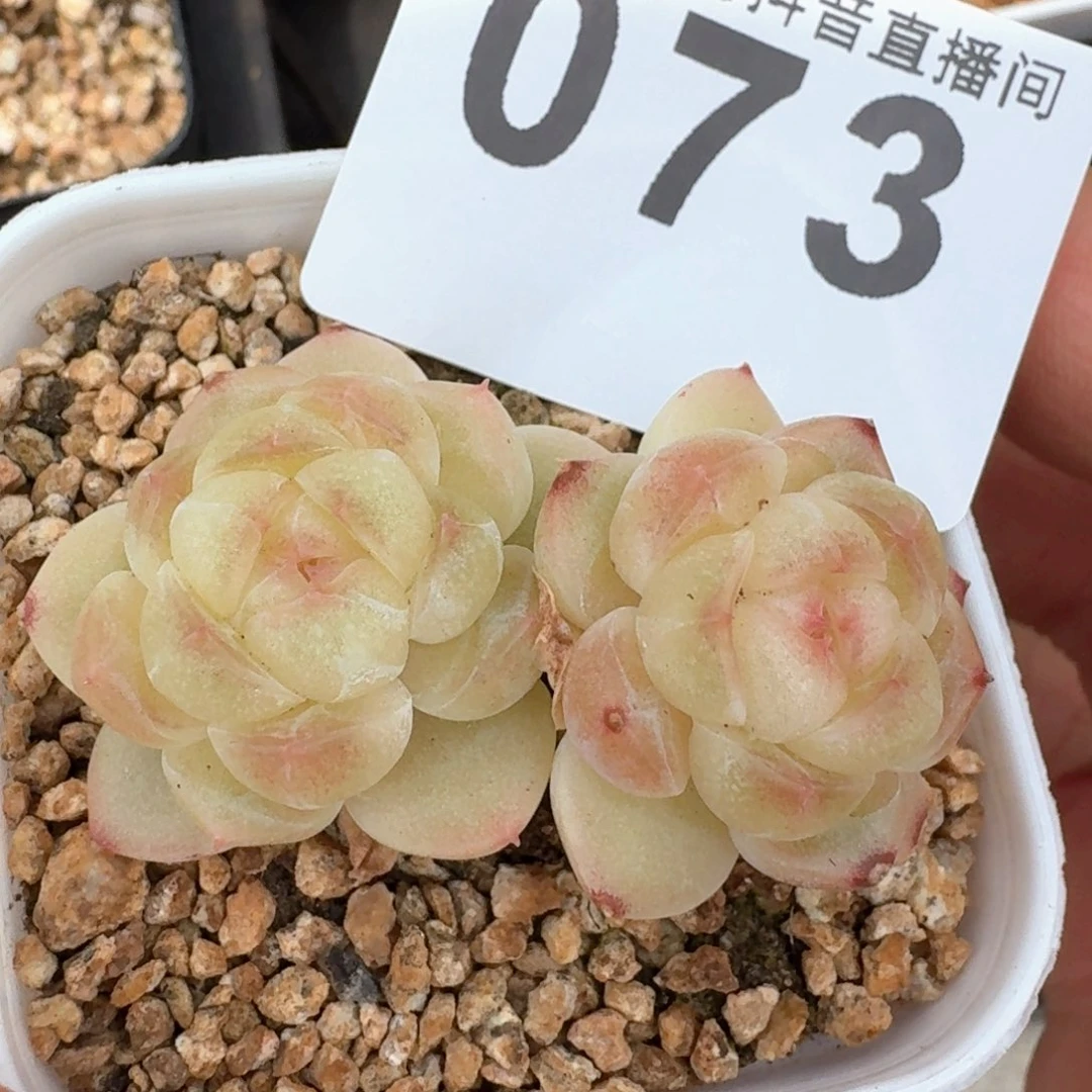 ?**?倾城珍妮         多肉植物
