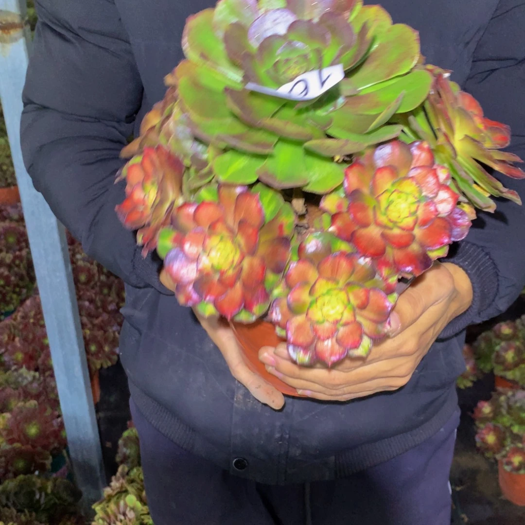 *****法师多肉植物167海王七彩
