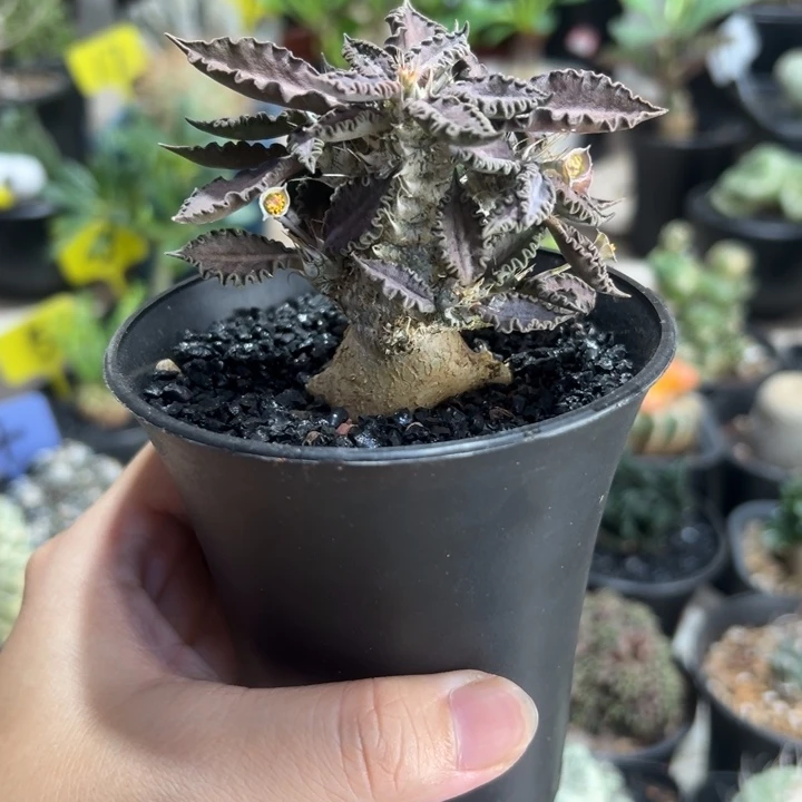 紫红精控图拉大戟带盆1111111111