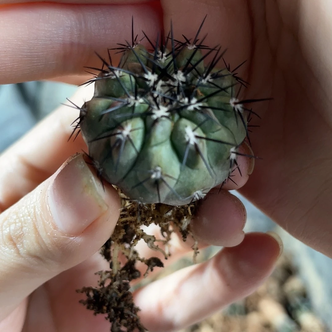 3cm自根黑王丸1颗