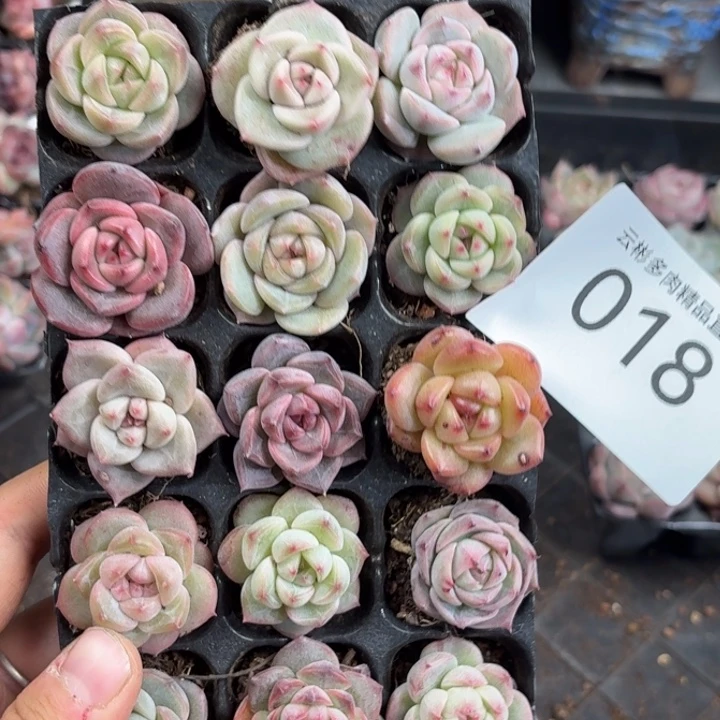 李***4018。
