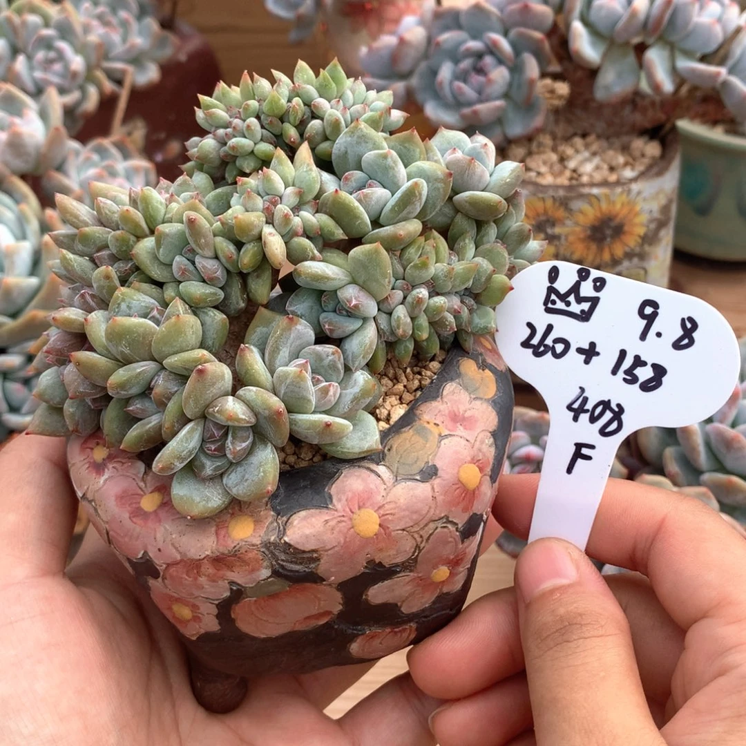 ****肉加盆，分板一物一拍
