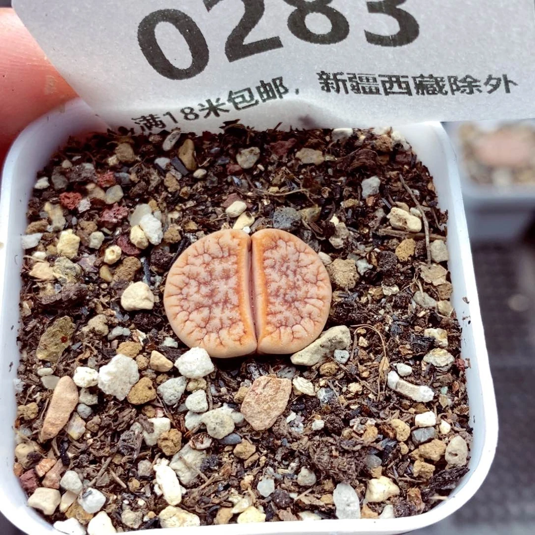0283。