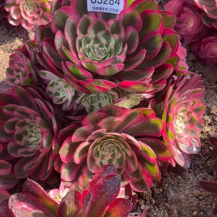 05284荔枝多肉植物