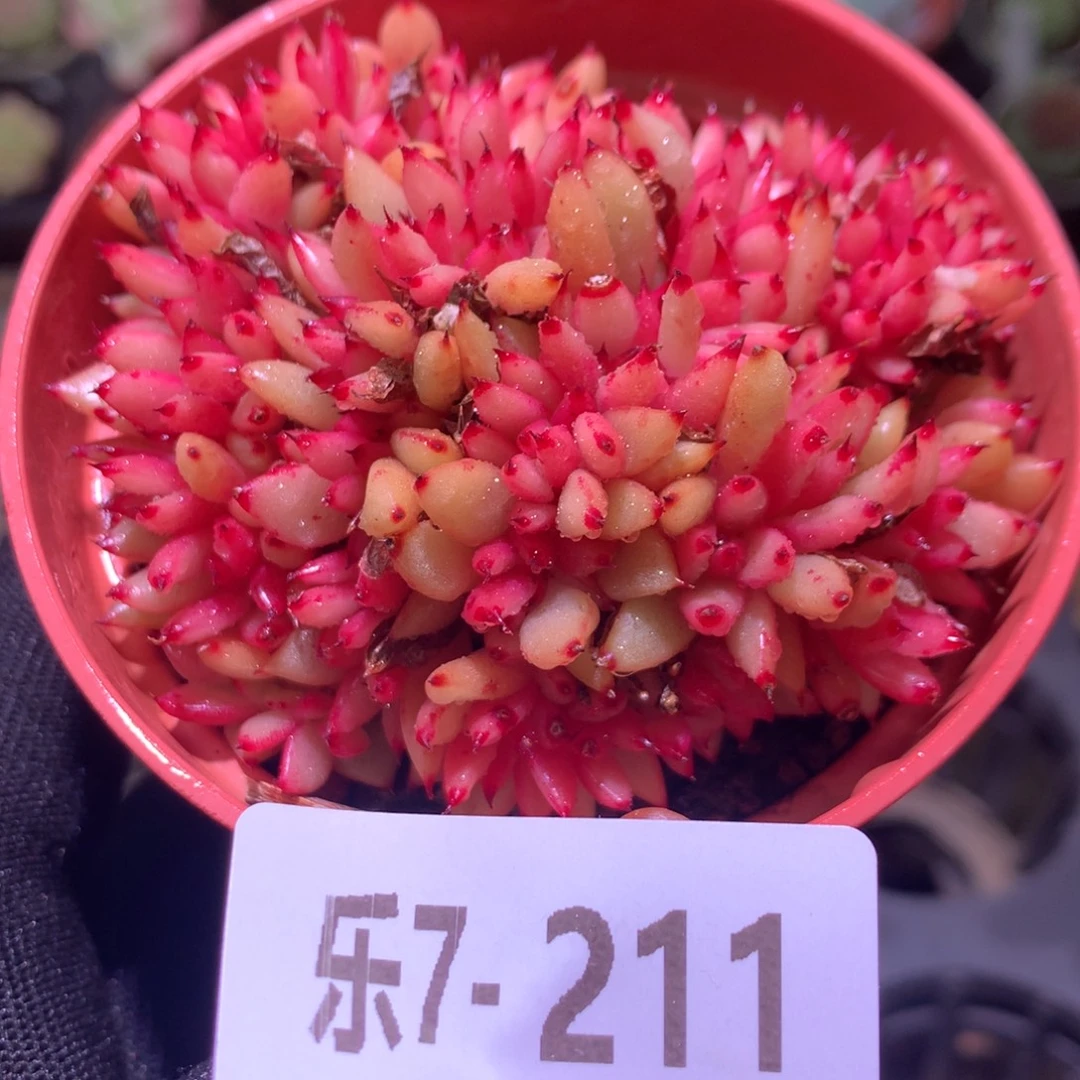 乐然 7-211 乌木缀