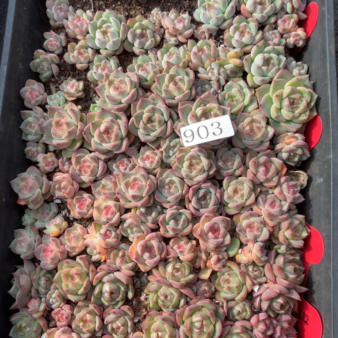 多****多肉植物多肉植物903