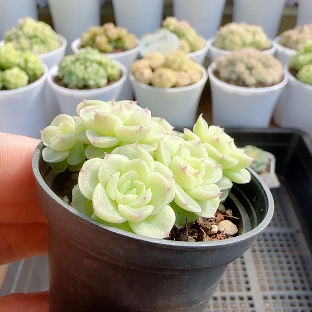 1114-133（优选麦秆）