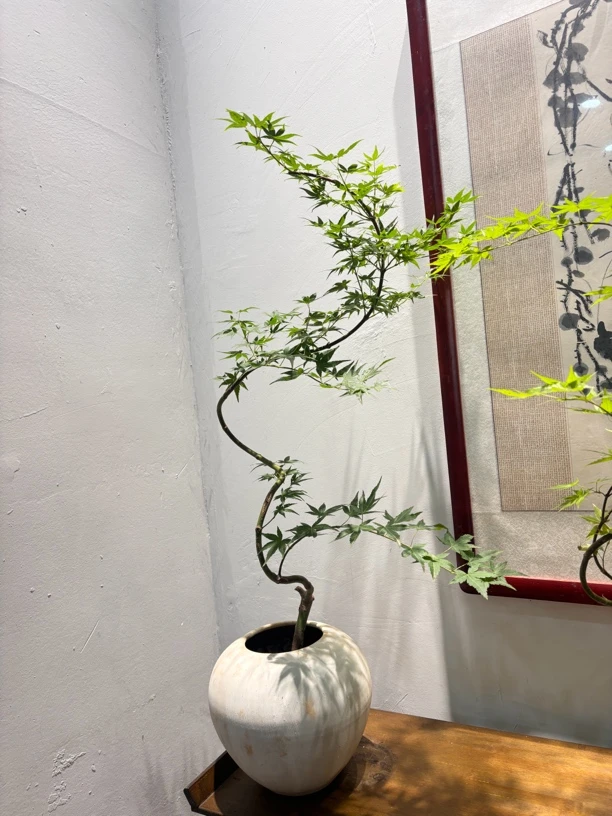 青流泉造型树客厅阳台直播专用链接