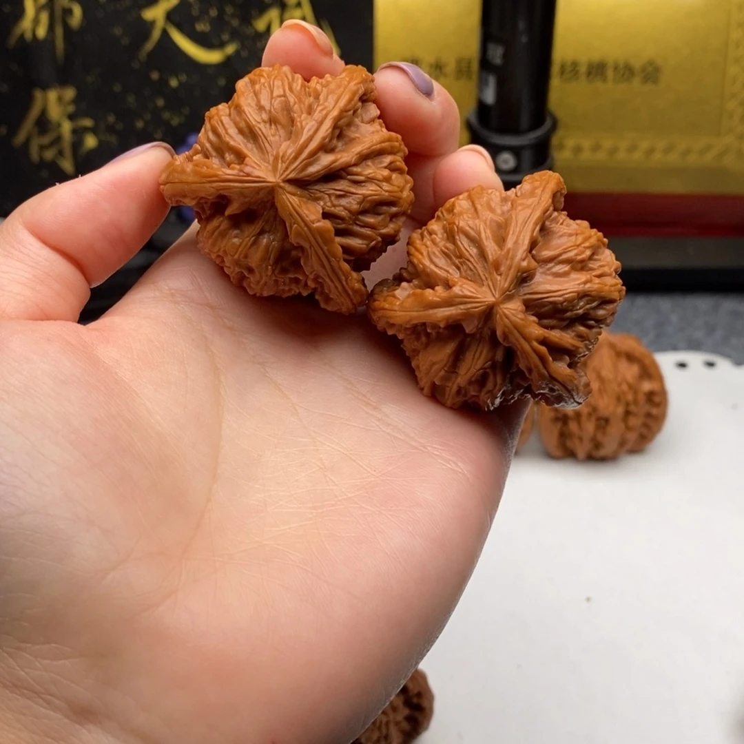 风**舟白狮子11111111