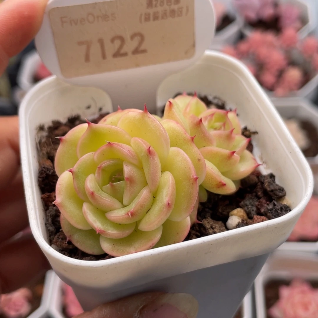 圆心7122-5.0厘米