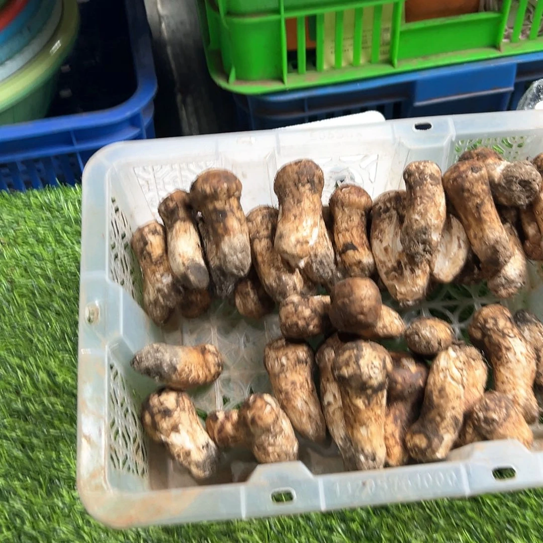 云南香格里拉新鲜松茸中国大陆