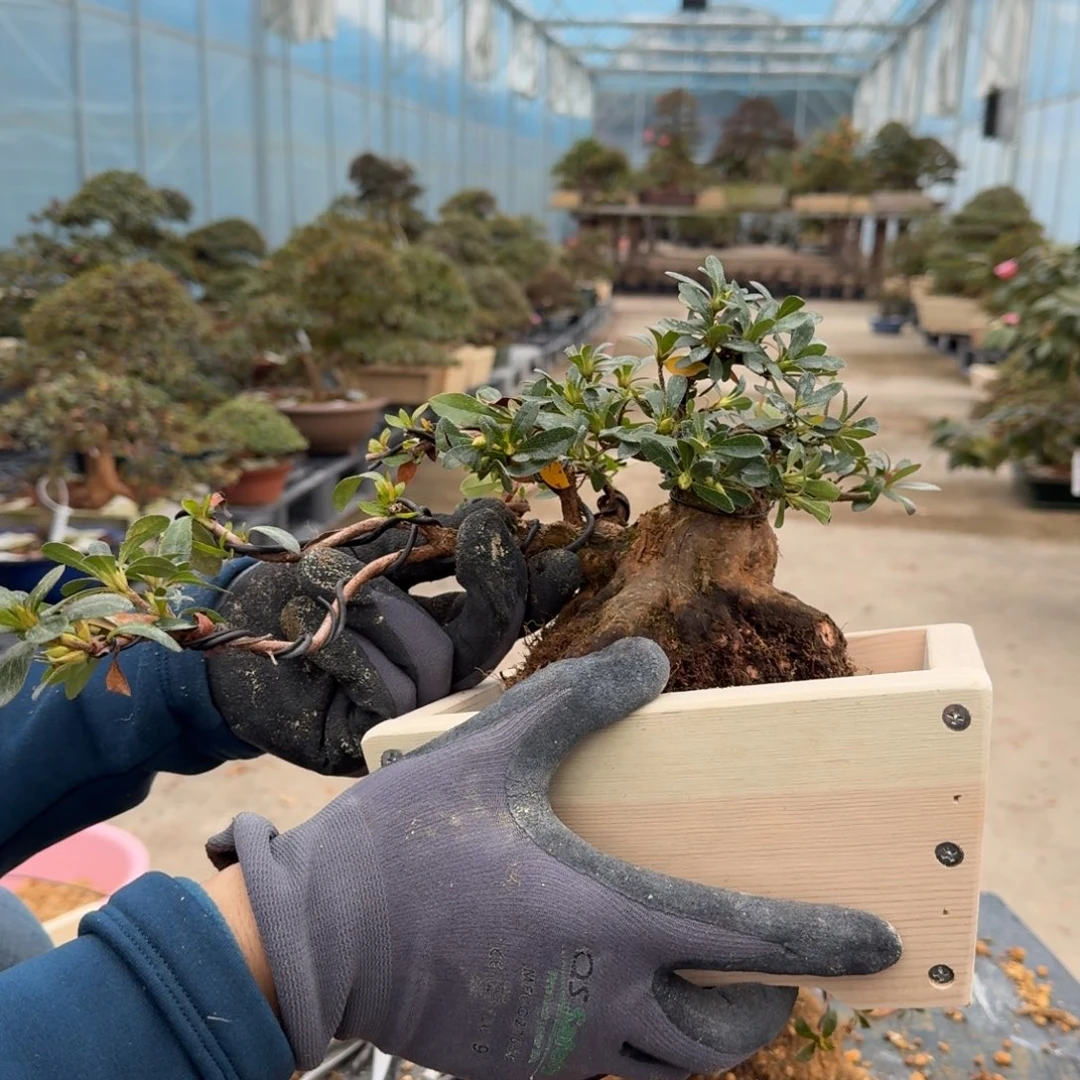 盆景通*塔顺丰到付紫园桜戎