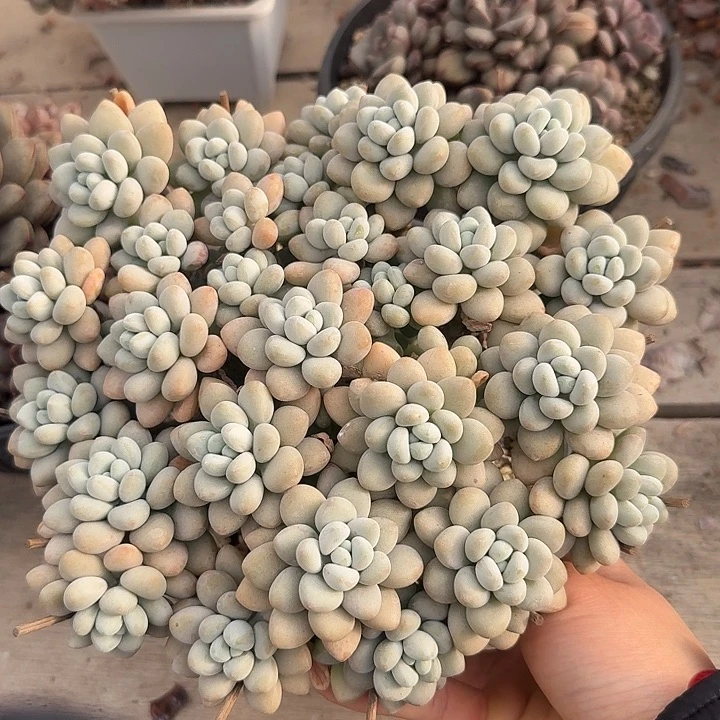 达芙妮多肉植物保护