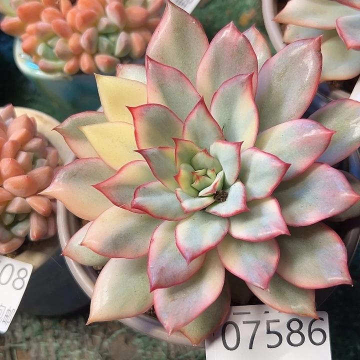 幸运的是我还在努力1