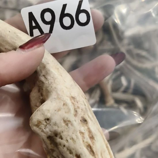 熊****鹿角鹿角鹿角鹿角鹿角鹿角